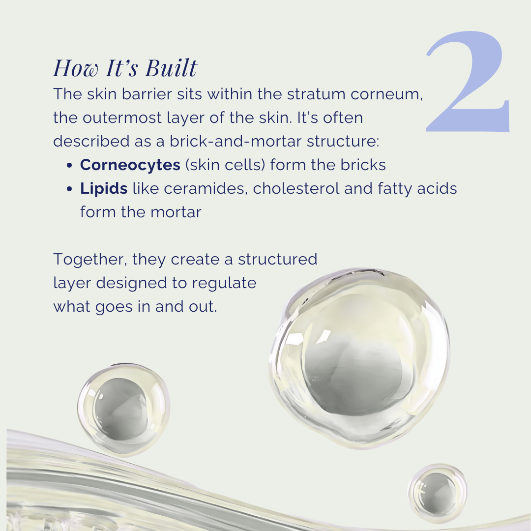 Abstract lipid droplets and layered textures, representing the skin barrier structure of corneocytes and lipids within the stratum corneum.