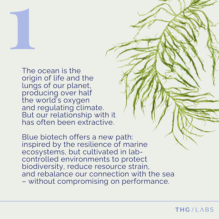 Graphic of seaweed and marine ecosystems illustrating the role of the ocean in blue biotech and sustainable beauty.