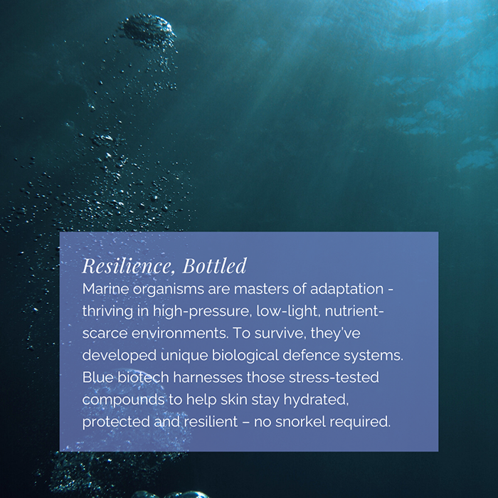 Underwater bubbles rising through the ocean to illustrate the resilience and adaptive mechanisms of marine organisms.