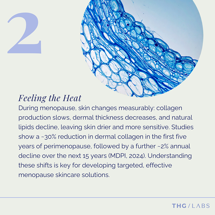 Diagram highlighting collagen decline in menopause and its impact on skin structure.”