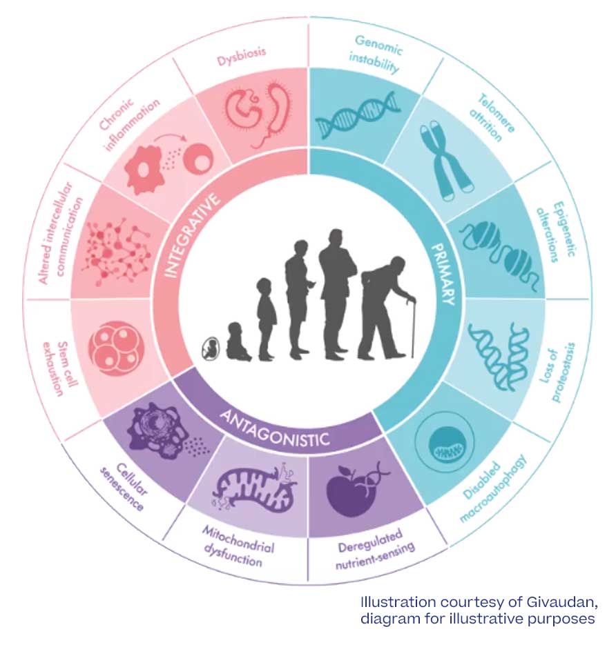 Diagram of the 12 Hallmarks of Aging used in longevity skincare R&D and advanced product development
