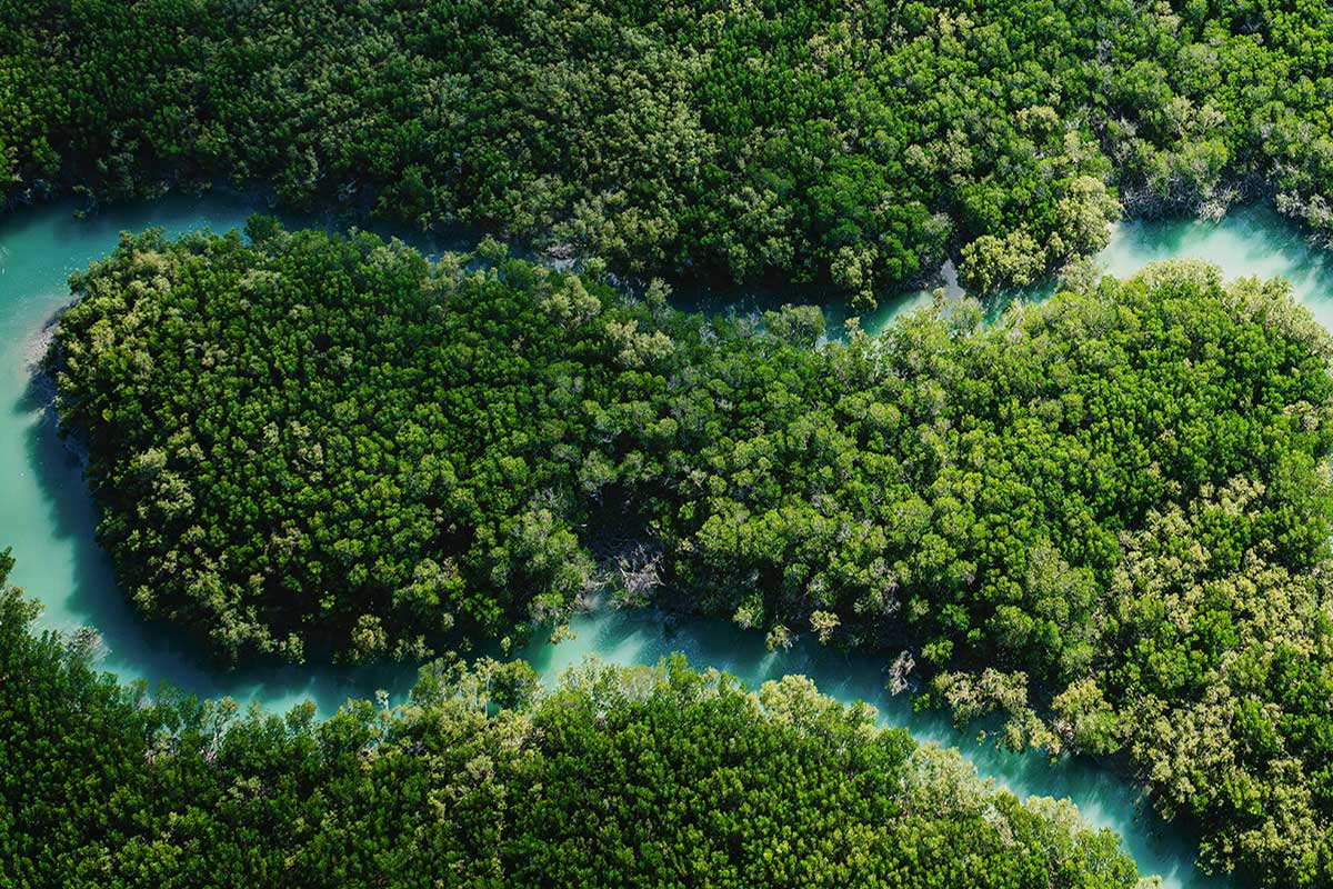 Aerial view of river systems flowing through dense forest representing sustainability and environmental responsibility in beauty manufacturing thumb